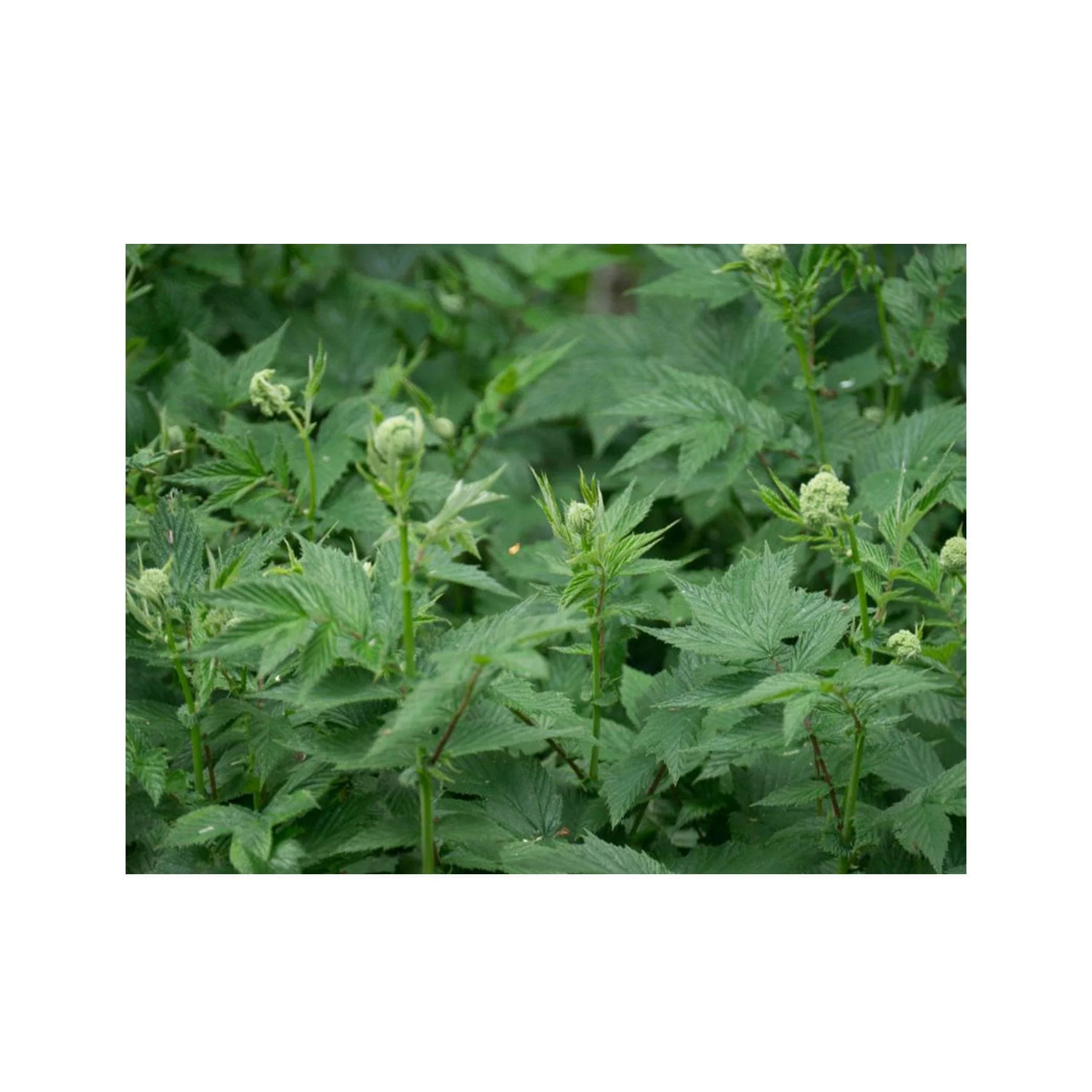 Meadowsweet seed pack - Image 5
