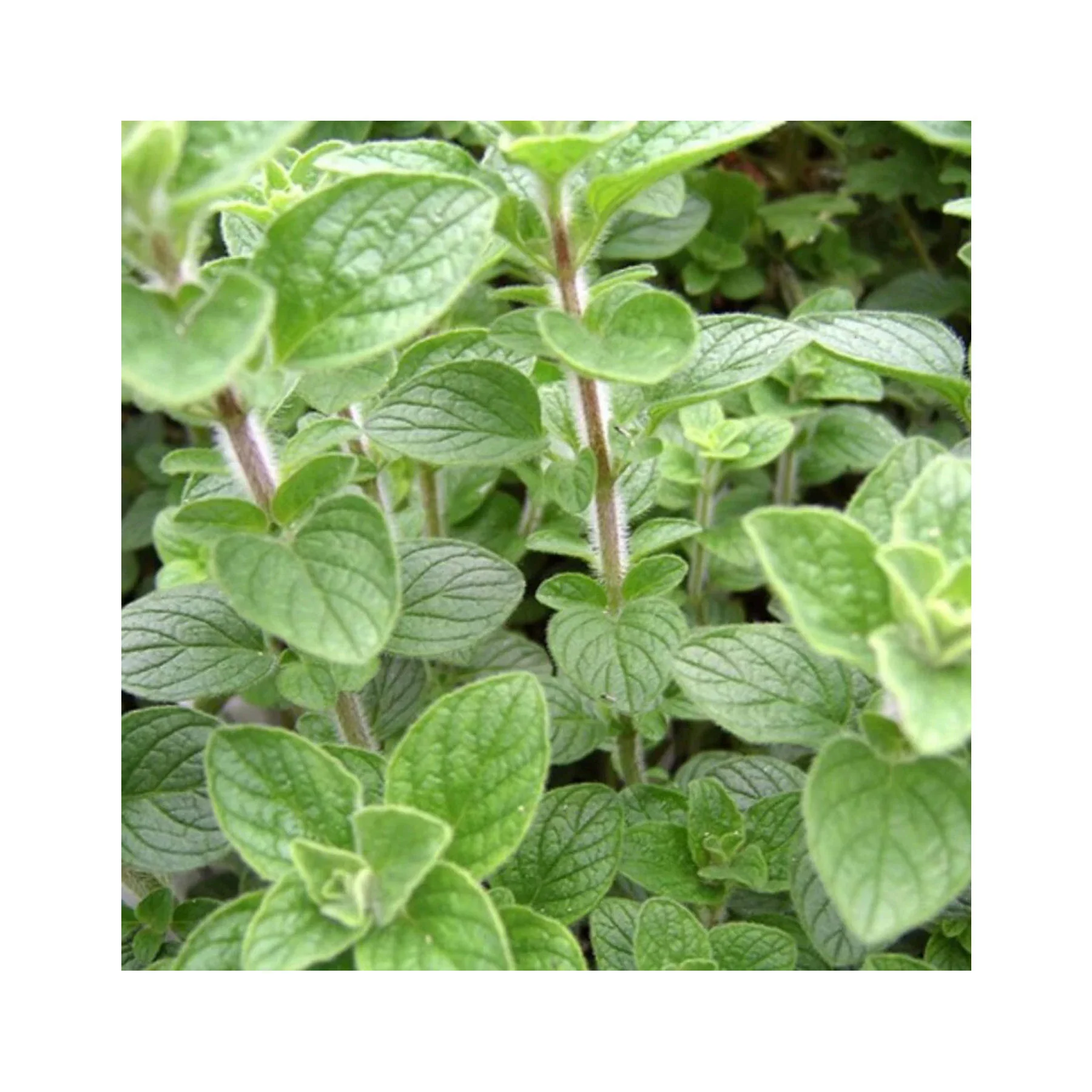 Mediterranean herbs seed collection - Image 4