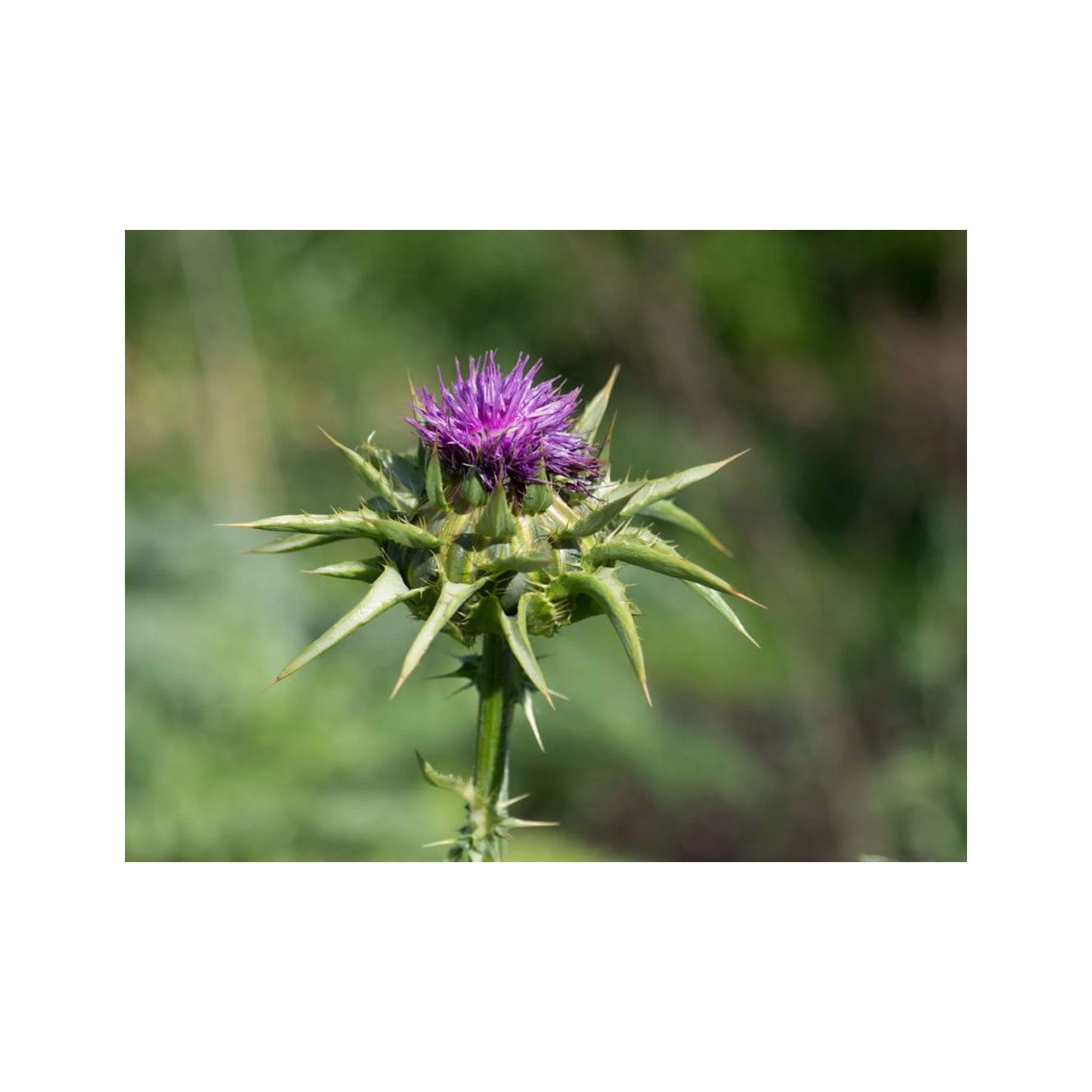 Milk thistle seed pack - Image 2