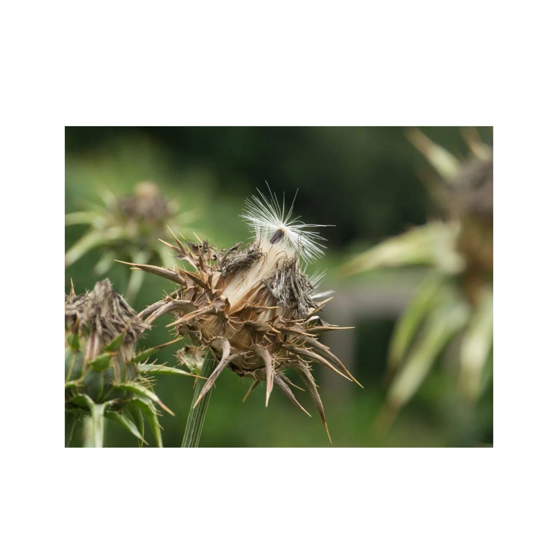Milk thistle seed pack - Image 3