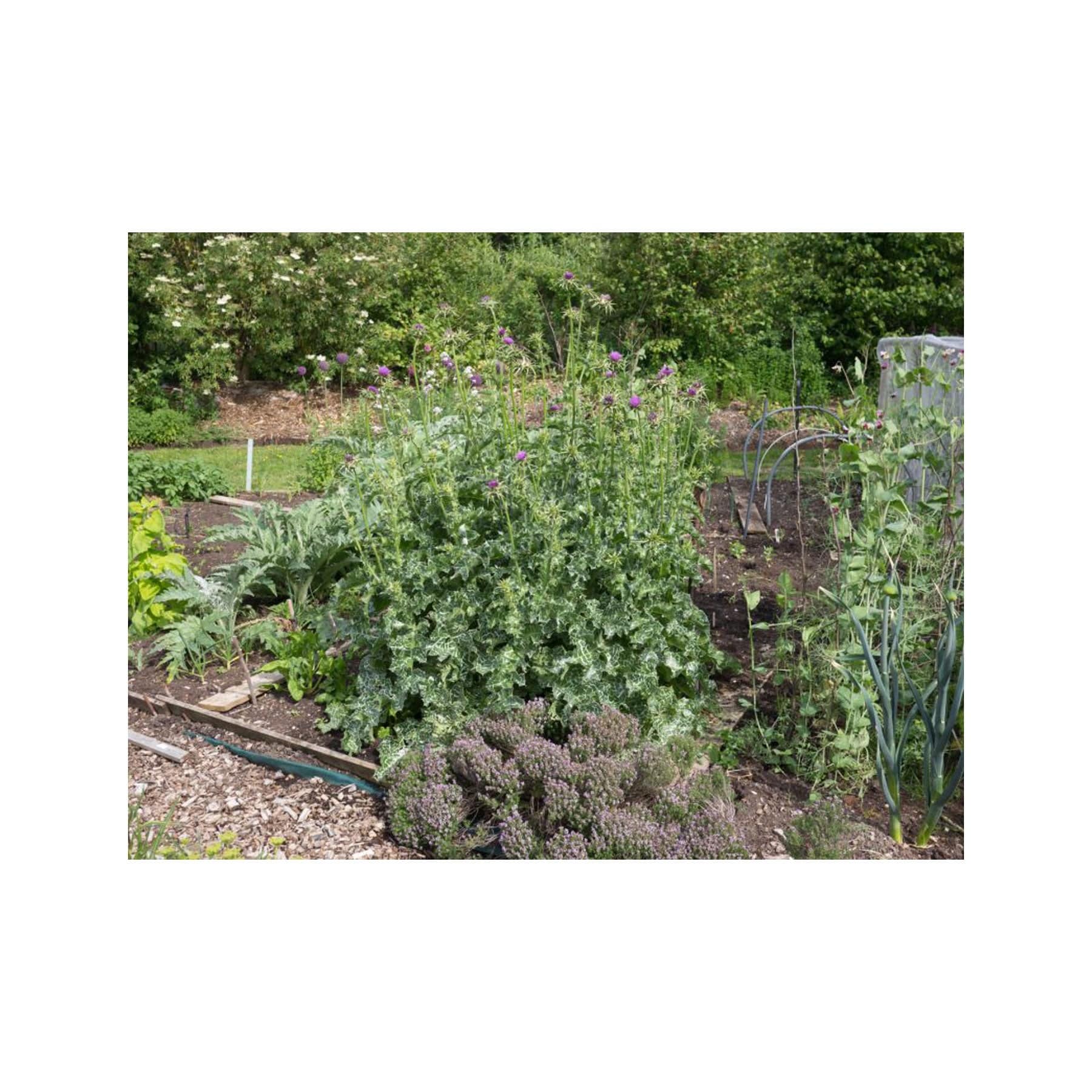 Milk thistle seed pack - Image 4