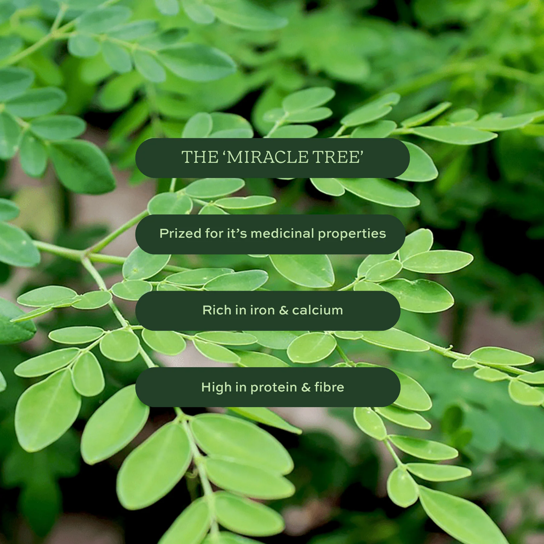 Moringa green superleaf powder 100g - Image 4
