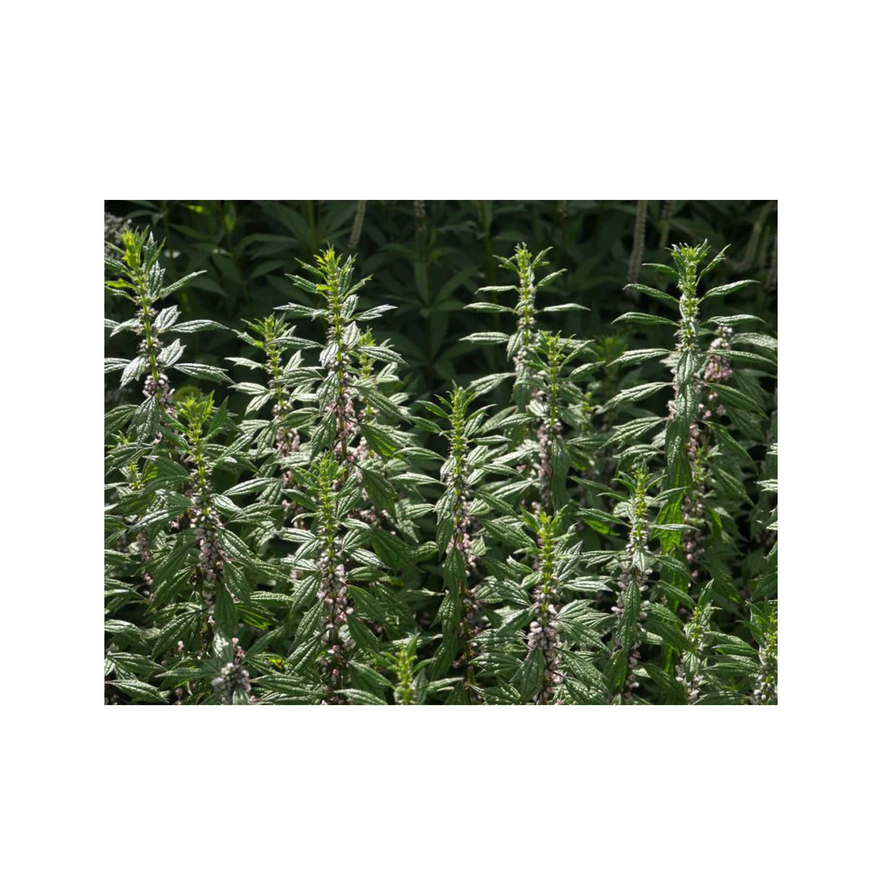 Motherwort seed pack - Image 4