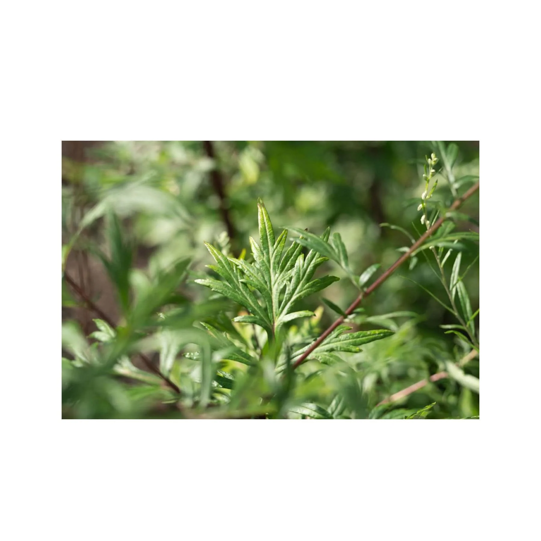 Mugwort seed pack - Image 3