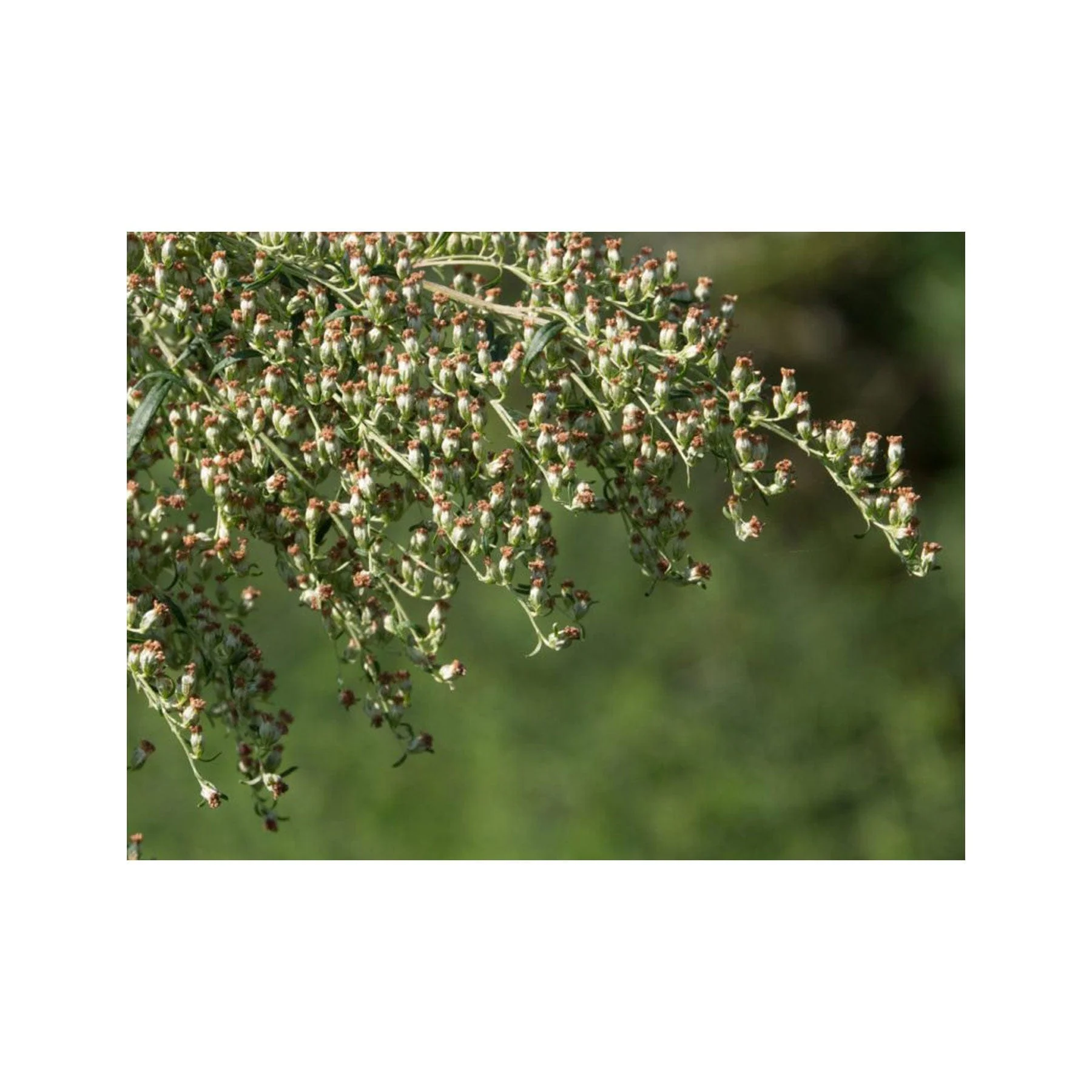 Mugwort seed pack - Image 4