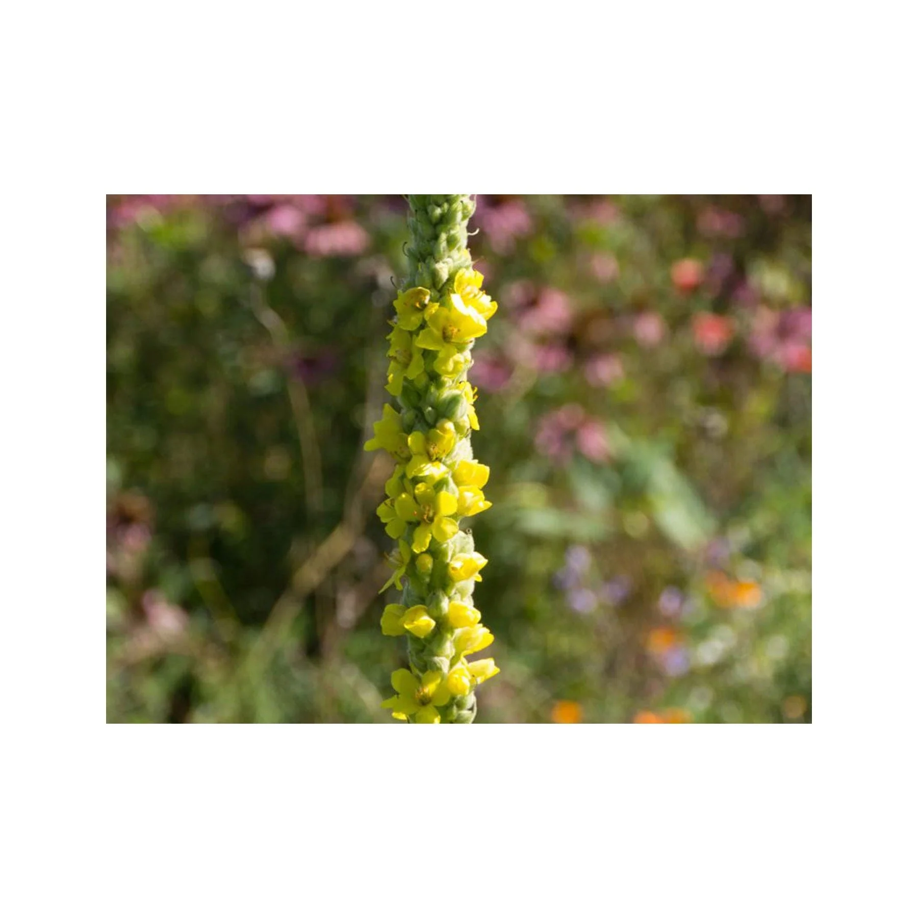 Mullein seed pack - Image 2