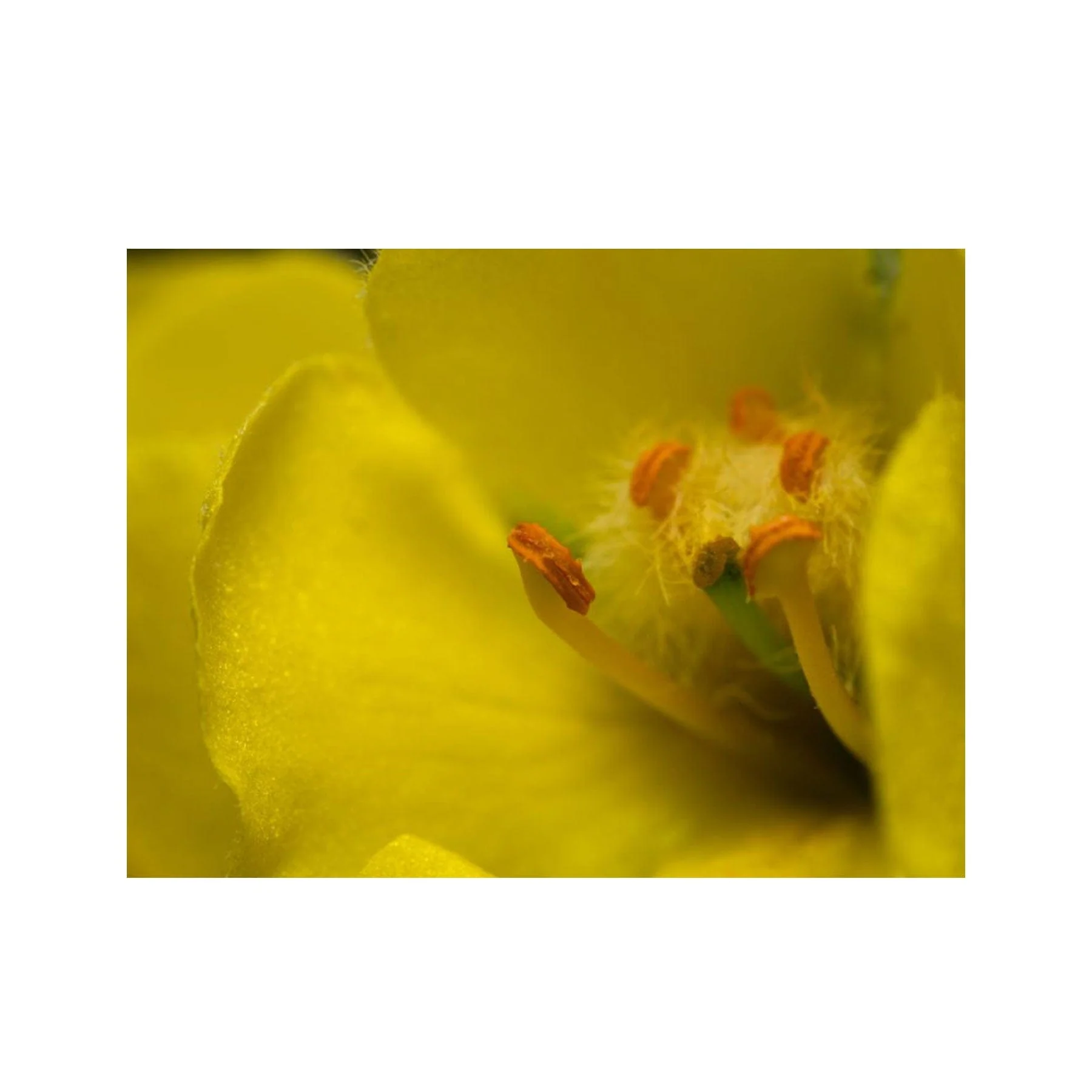 Mullein seed pack - Image 3