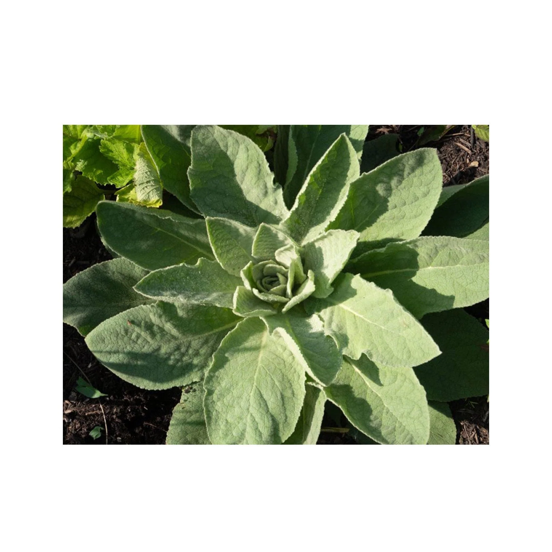 Mullein seed pack - Image 4