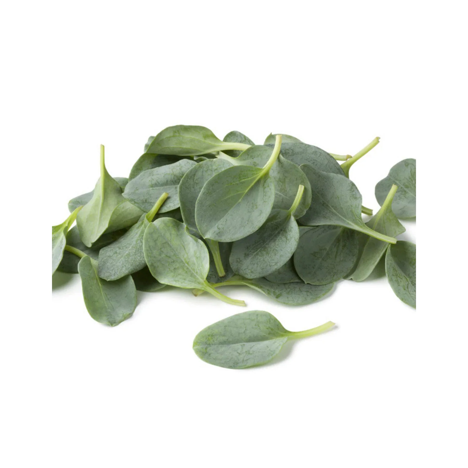 Oyster leaf common seeds - Image 3