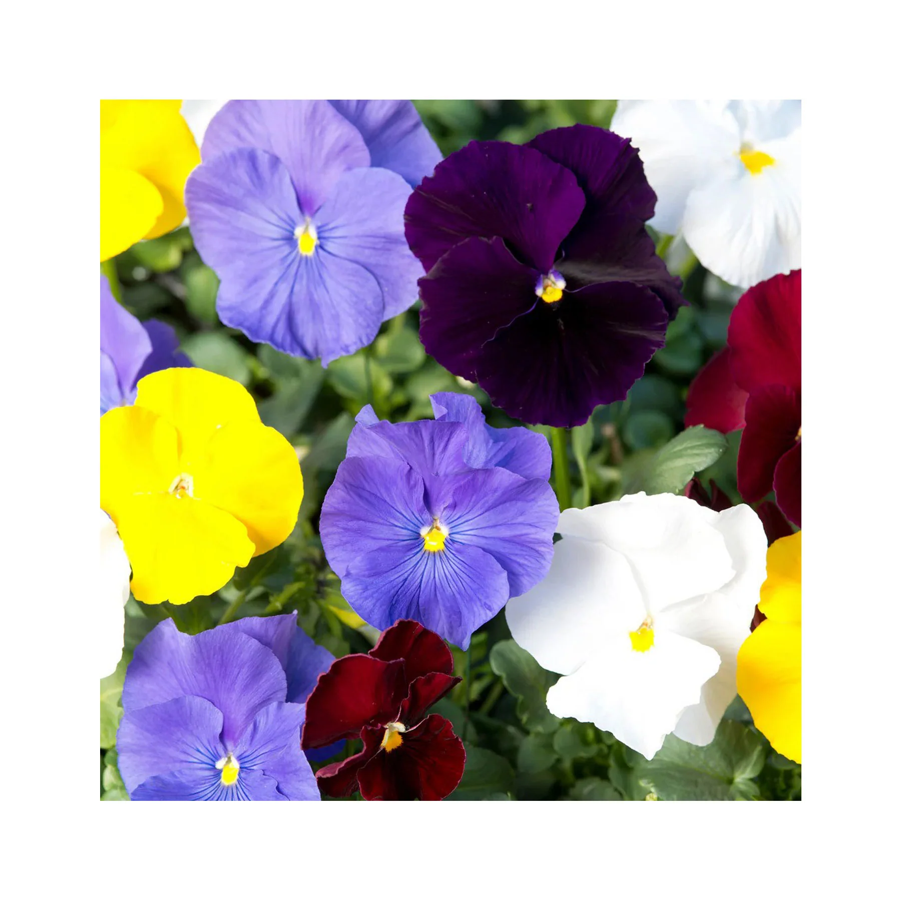Pansy clear crystals mix seeds - Image 3