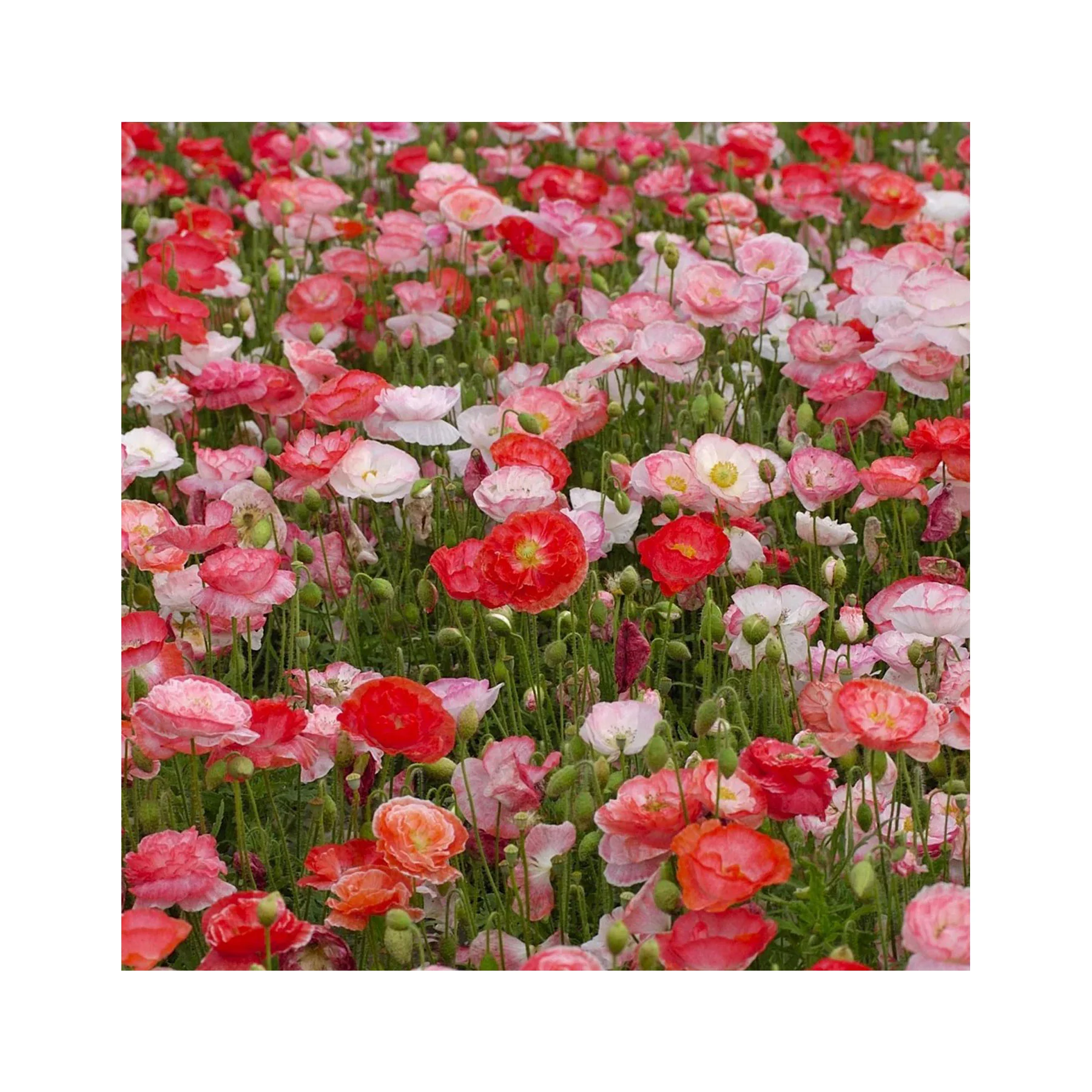 Poppy falling in love seeds - Image 3
