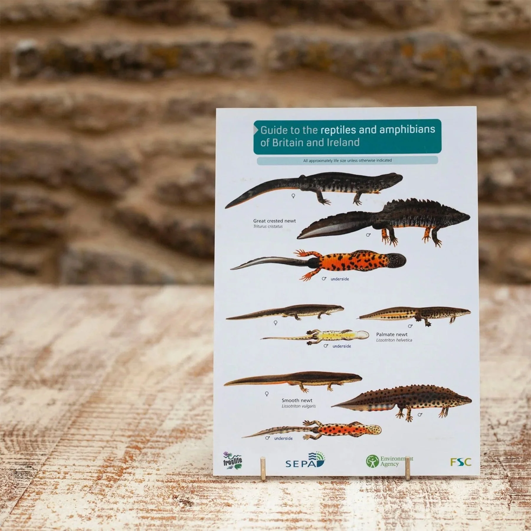 Reptiles and amphibians field guide - Image 2