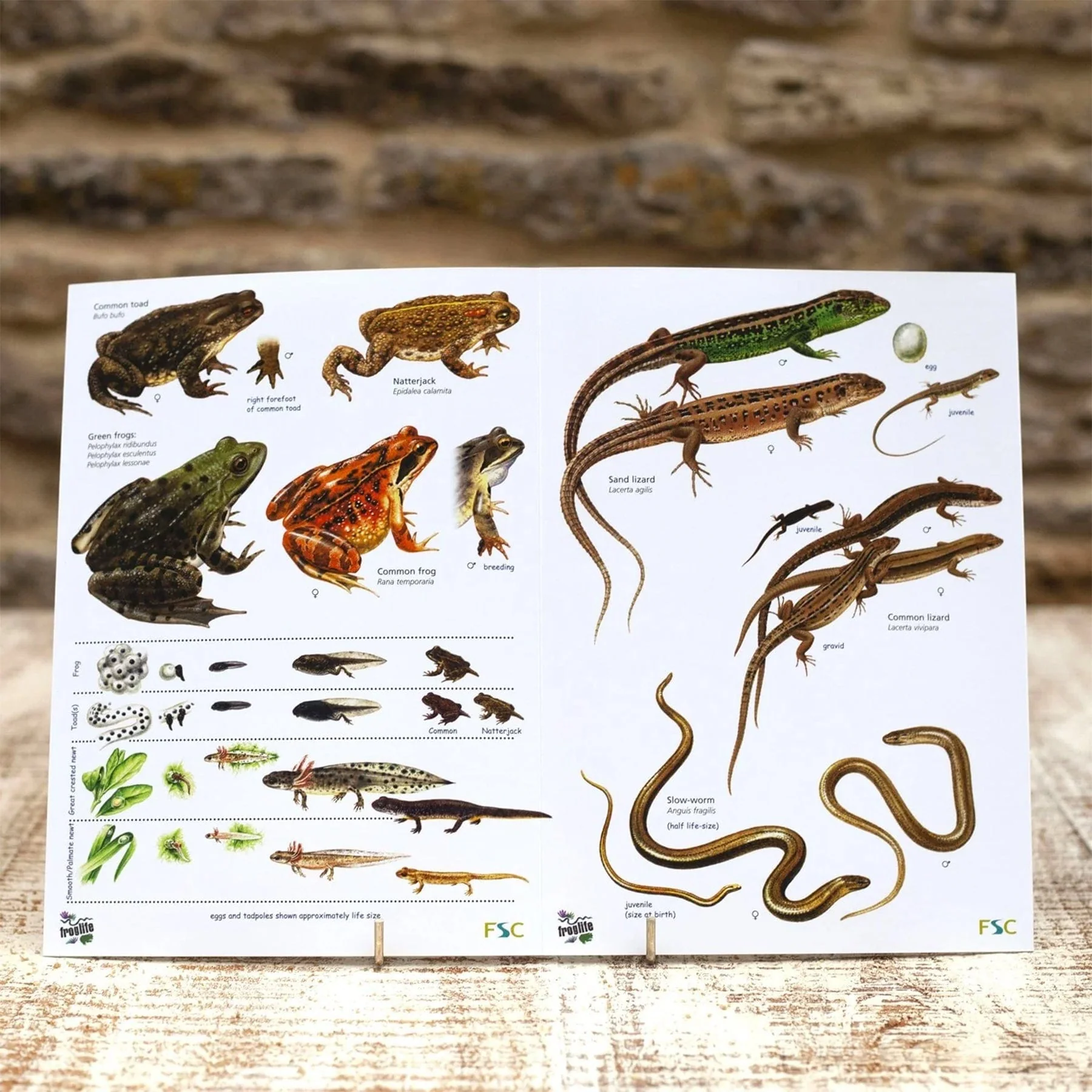 Reptiles and amphibians field guide - Image 3
