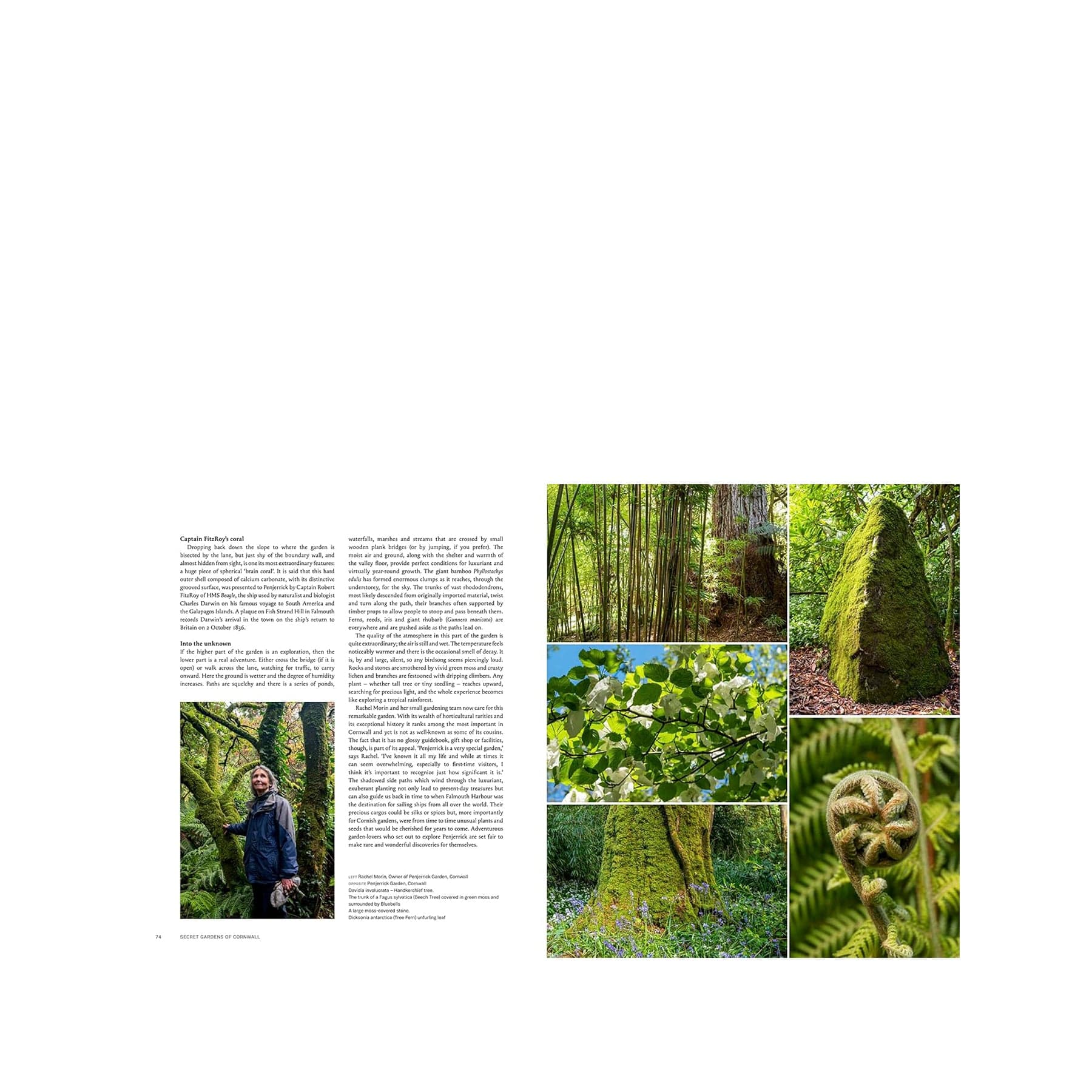 Secret gardens of Cornwall - Image 4