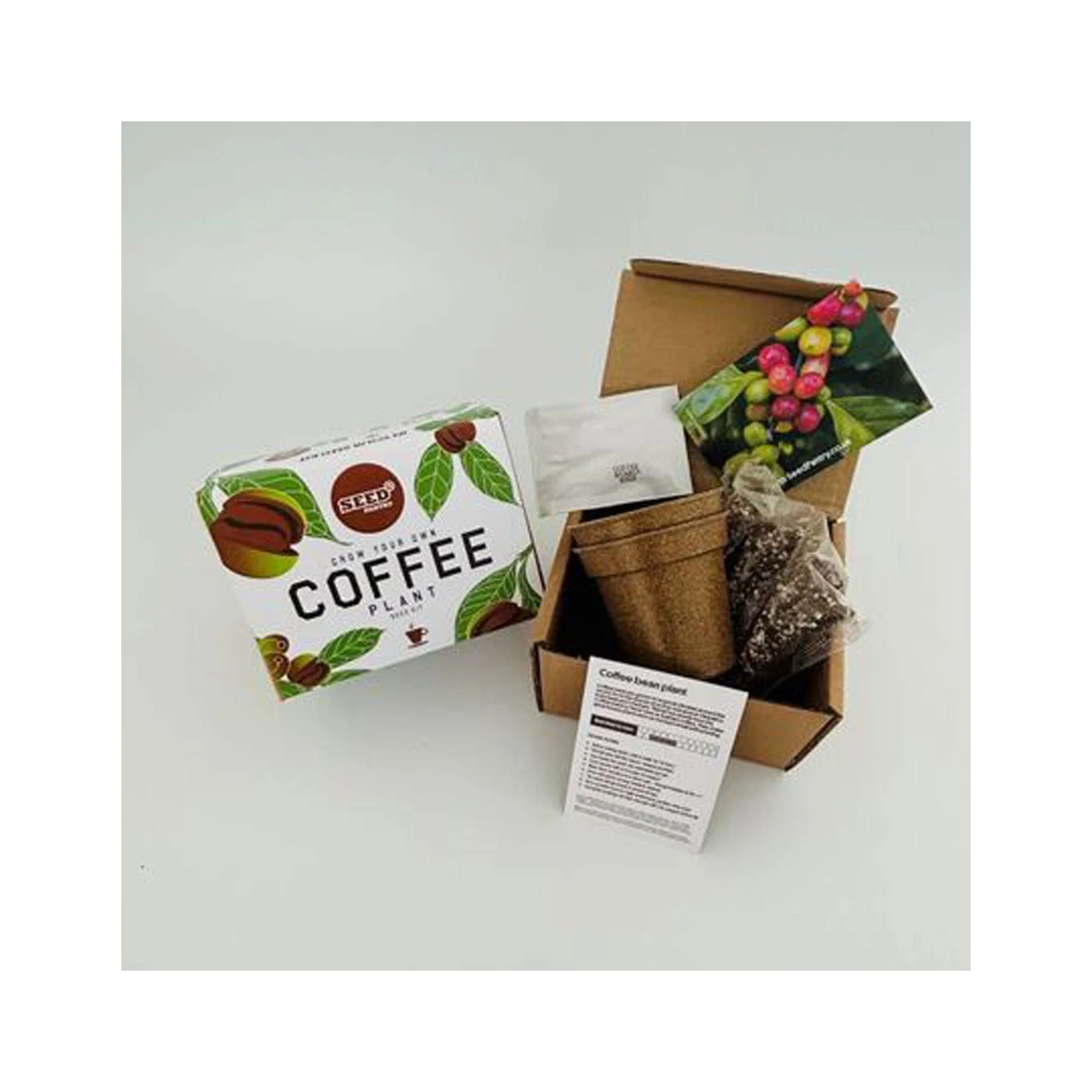 Coffee plant seed kit - Image 2