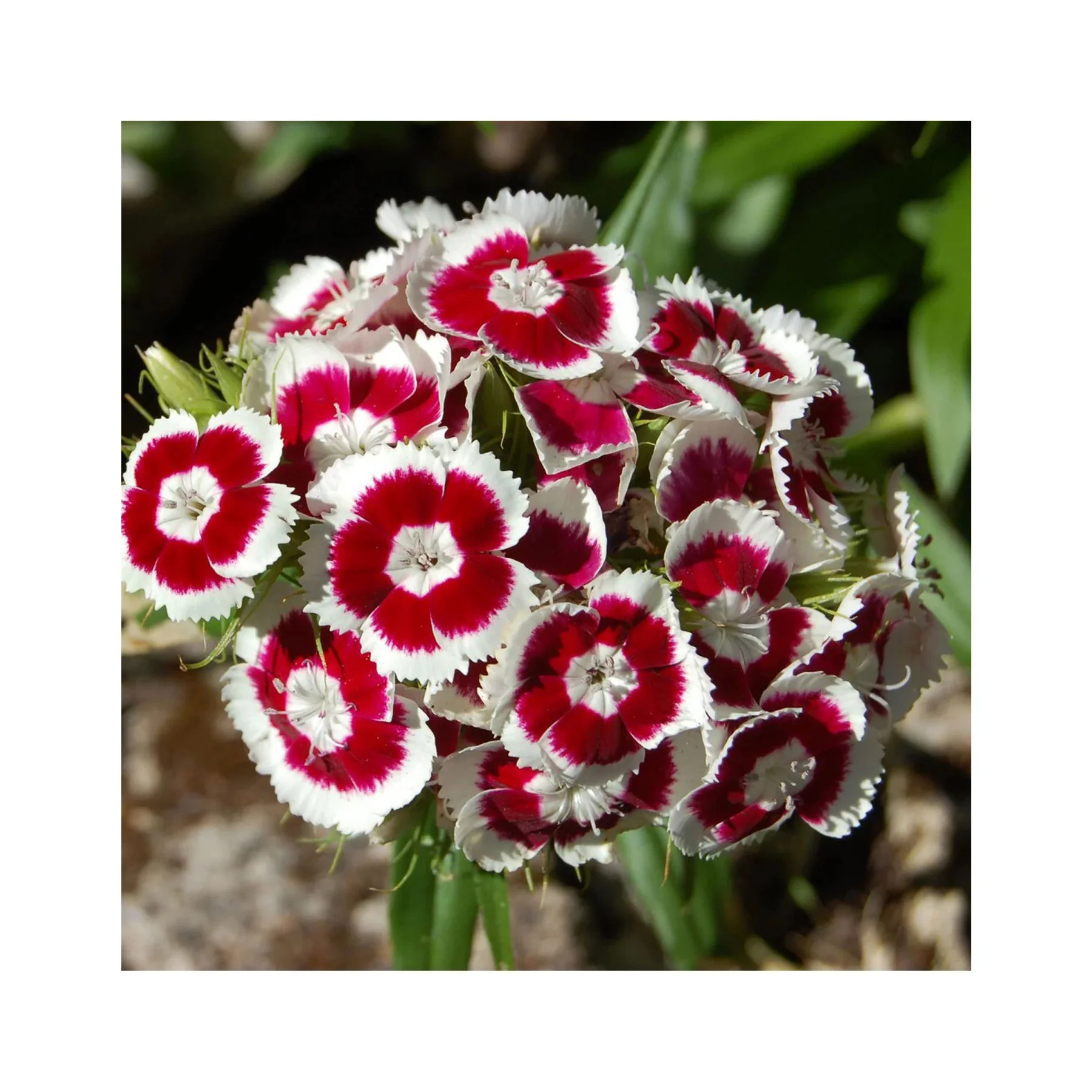 Sweet William holborn glory seeds - Image 3