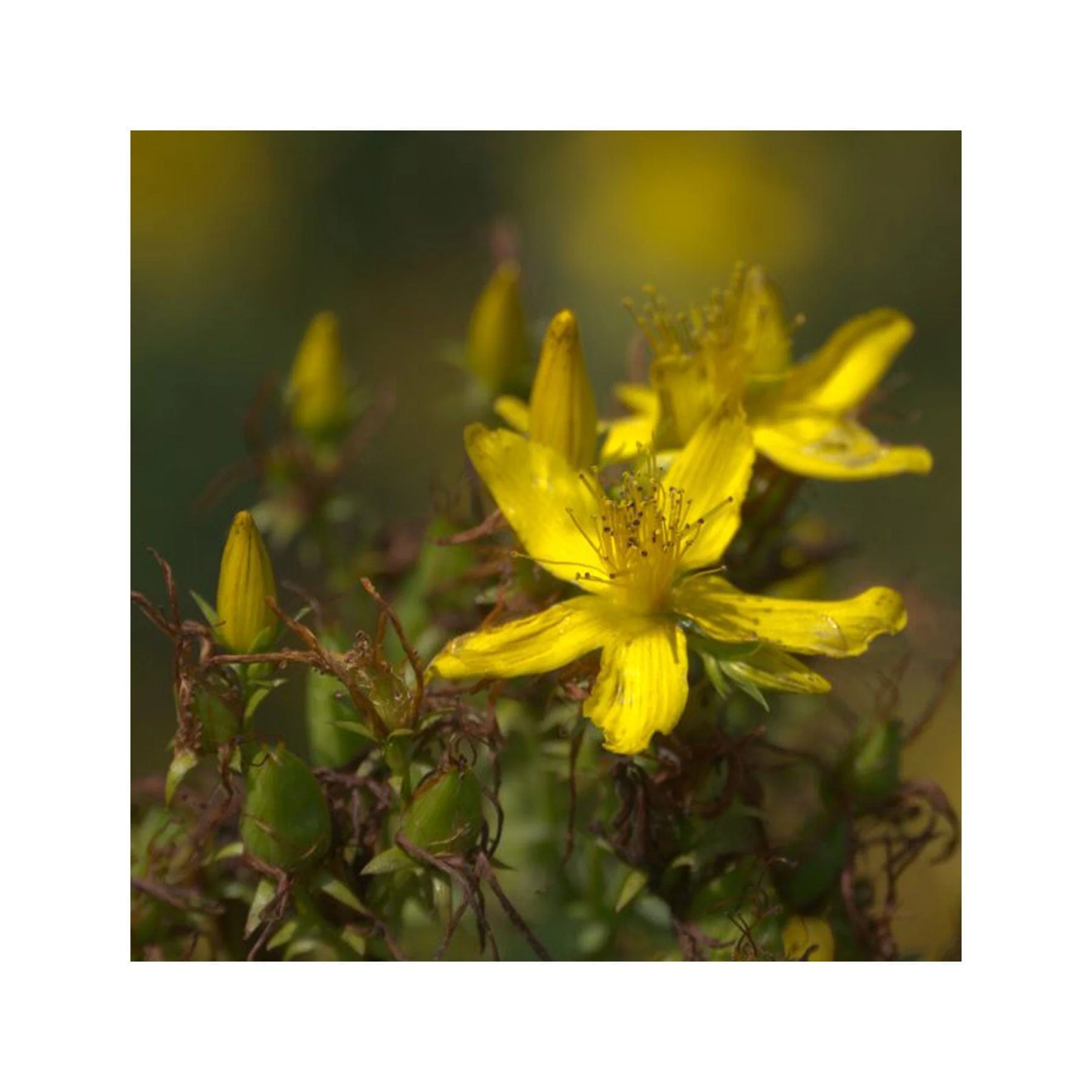 The peace garden seed collection - Image 6