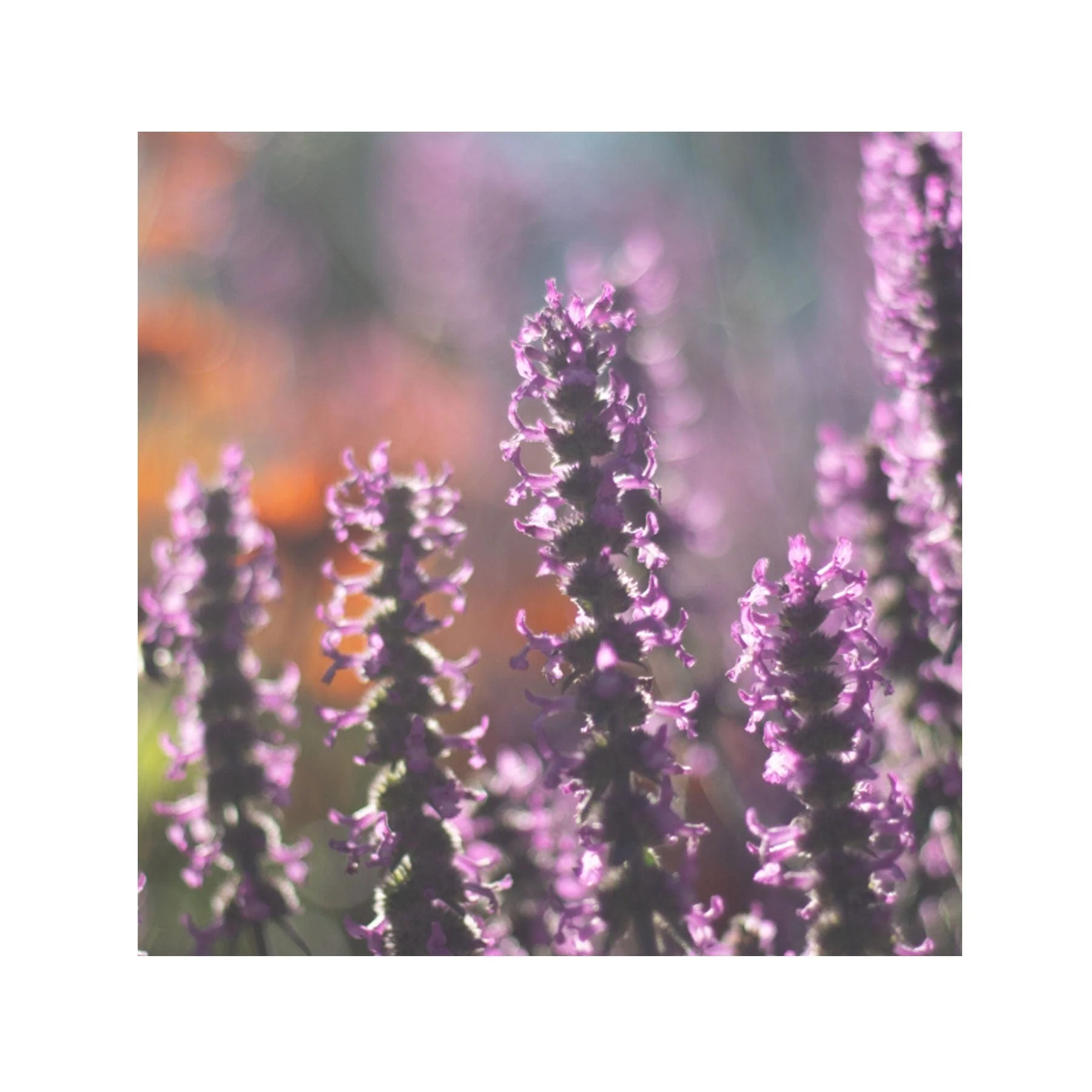 The peace garden seed collection - Image 7