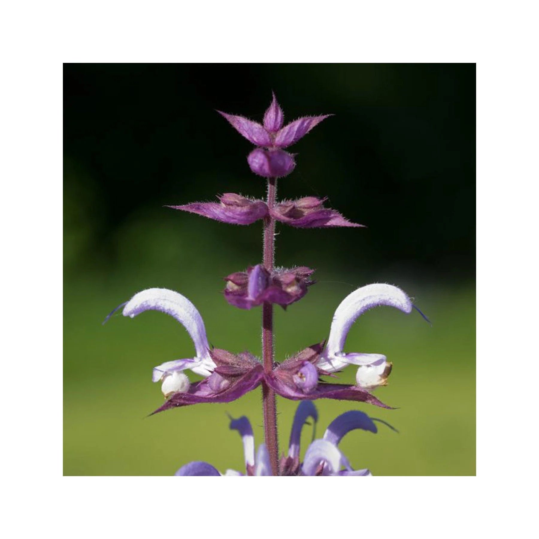 The scented garden seed collection - Image 3