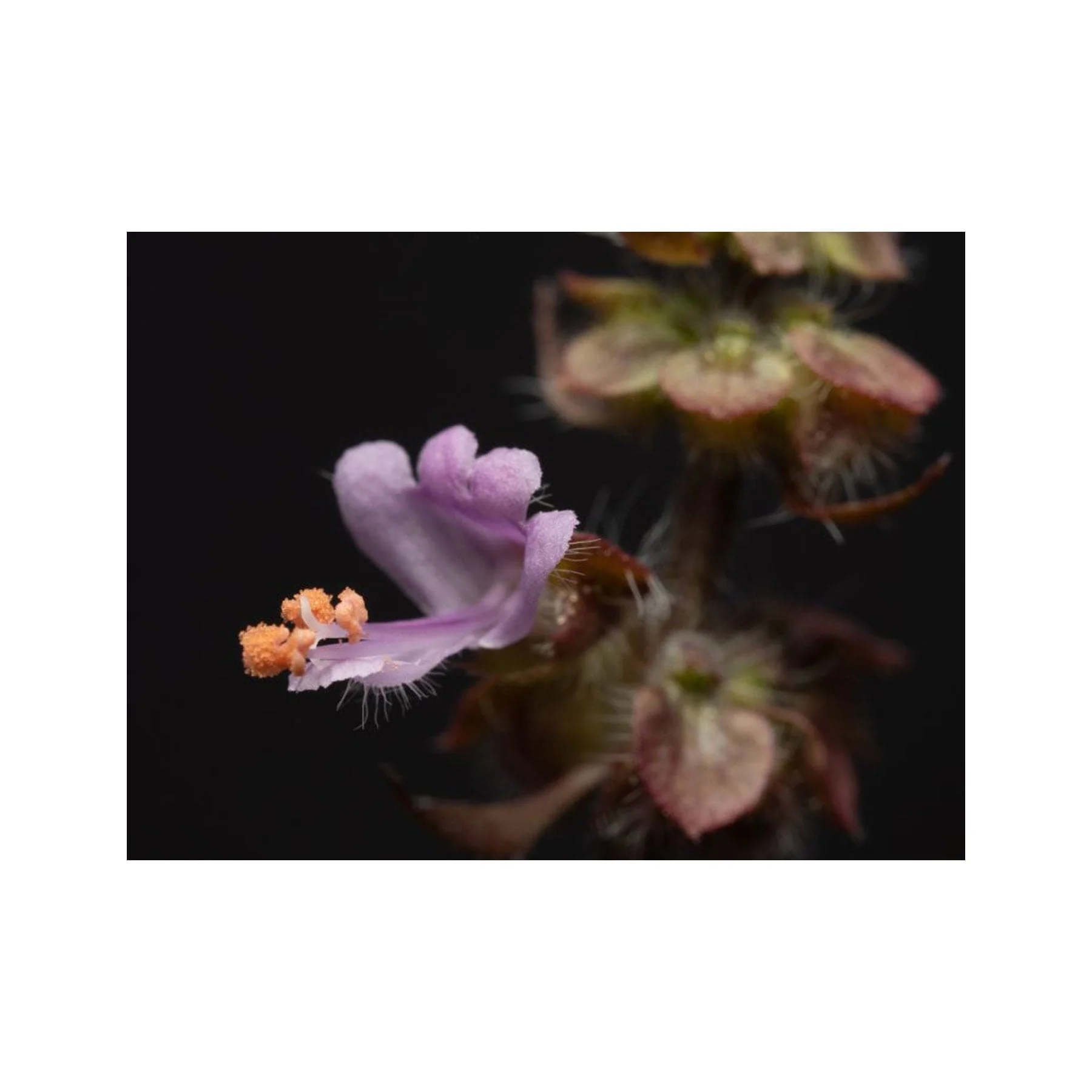 Tulsi seed pack - Image 3