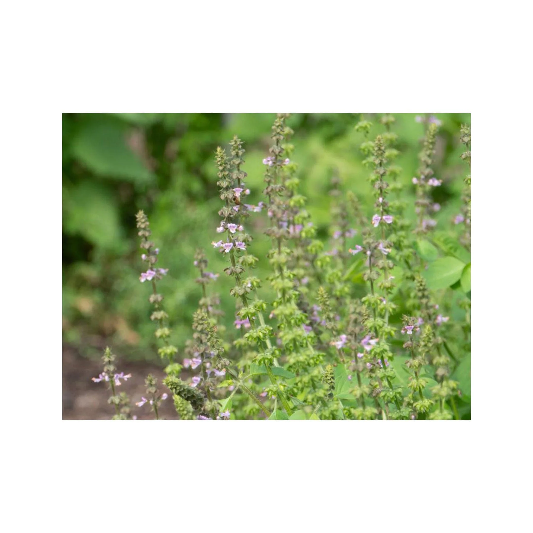 Tulsi seed pack - Image 4