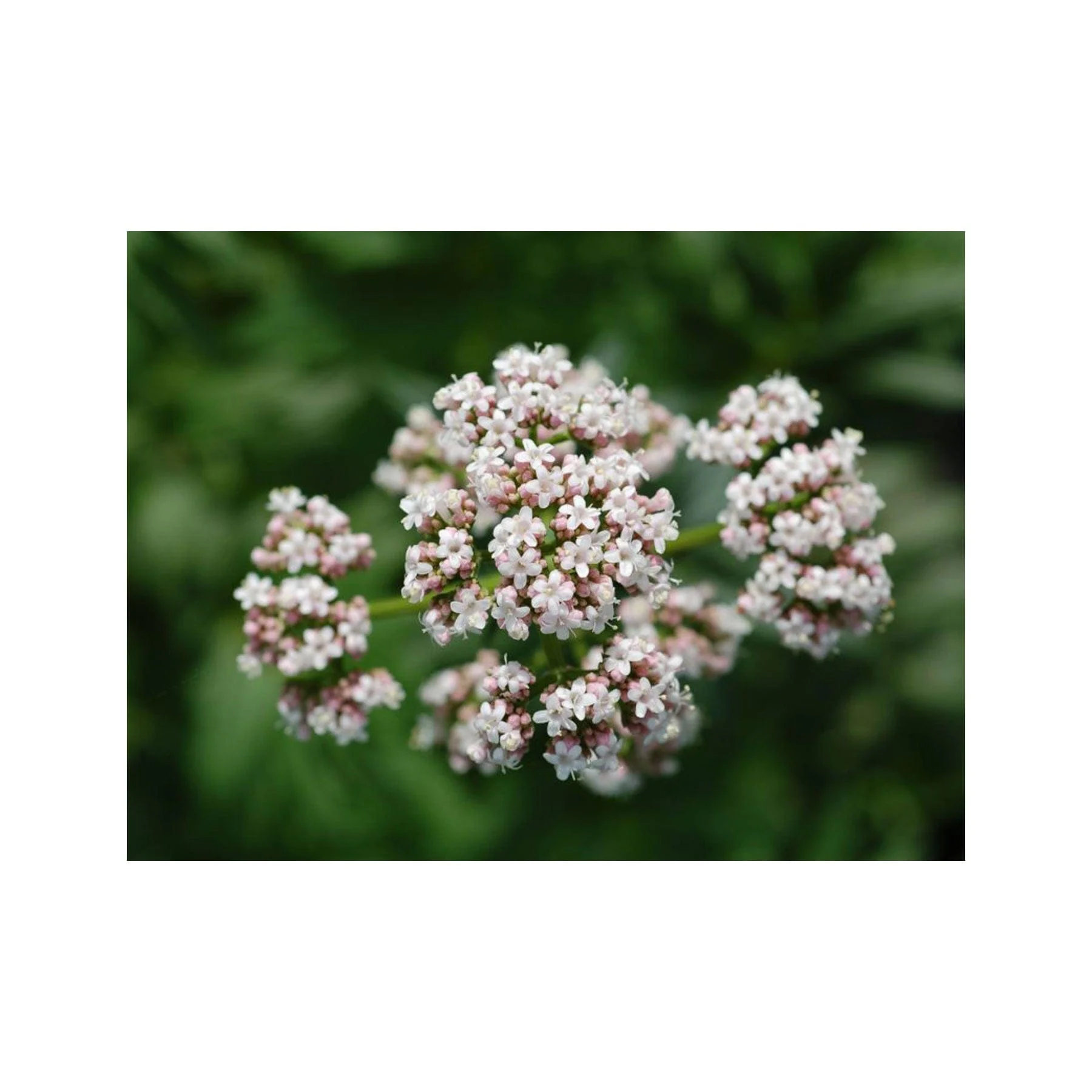 Valerian seed pack - Image 2