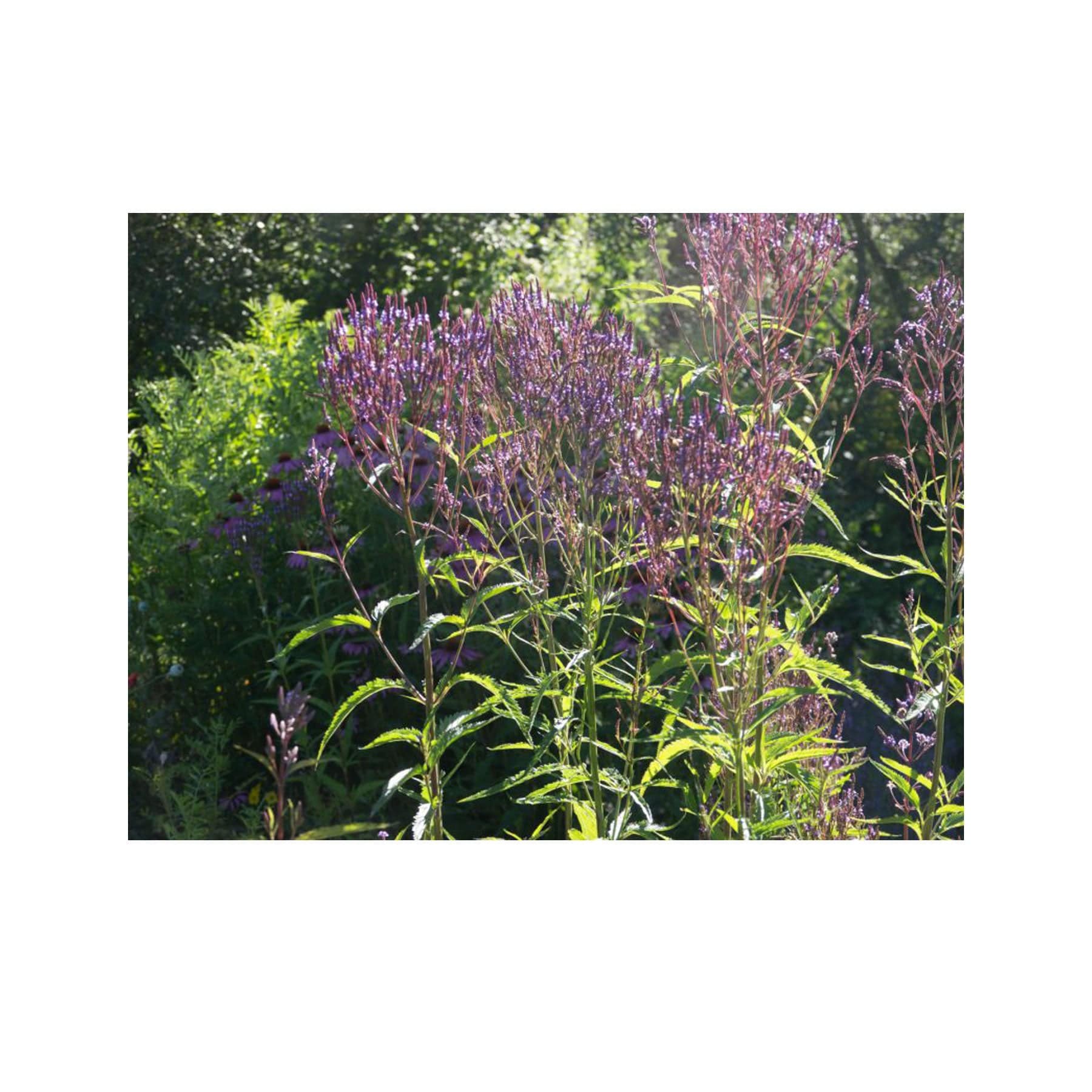 Blue vervain seed pack - Image 4