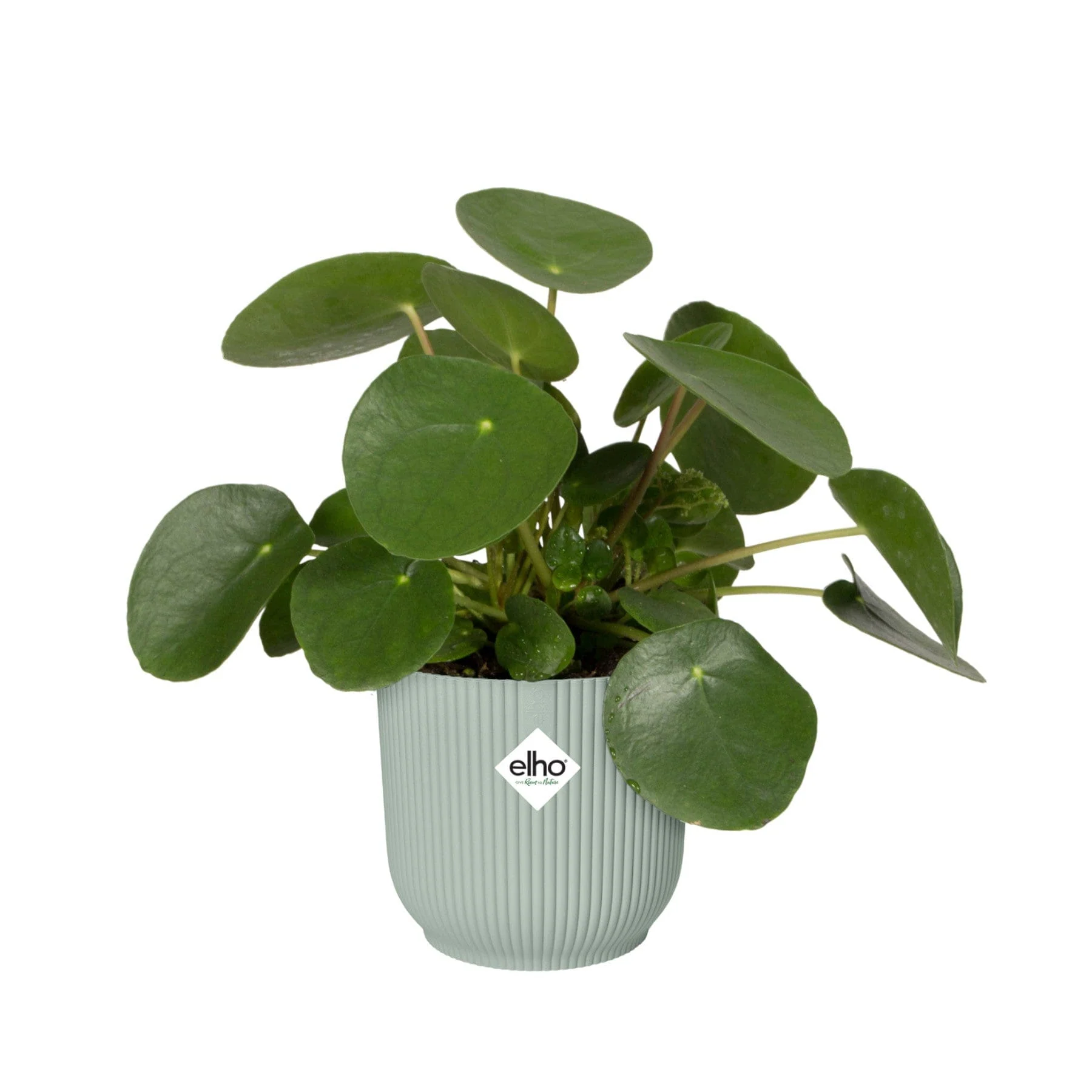 Vibes fold round mini plant pot - Image 3