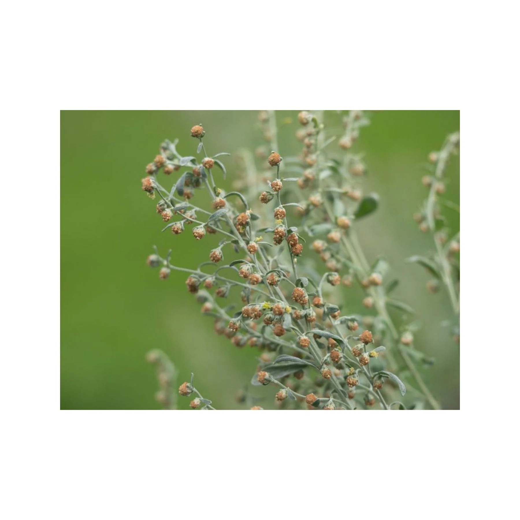 Wormwood seed pack - Image 3
