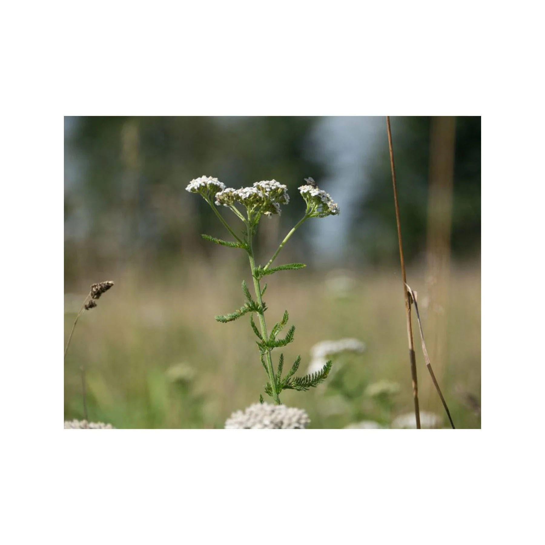 Yarrow seed pack - Image 2