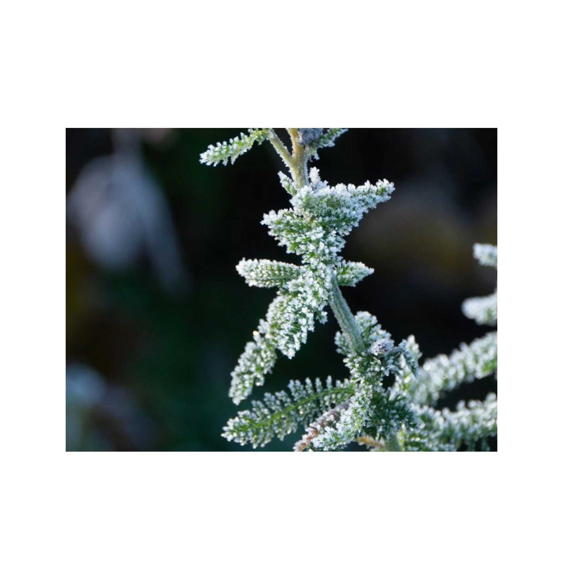 Yarrow seed pack - Image 3