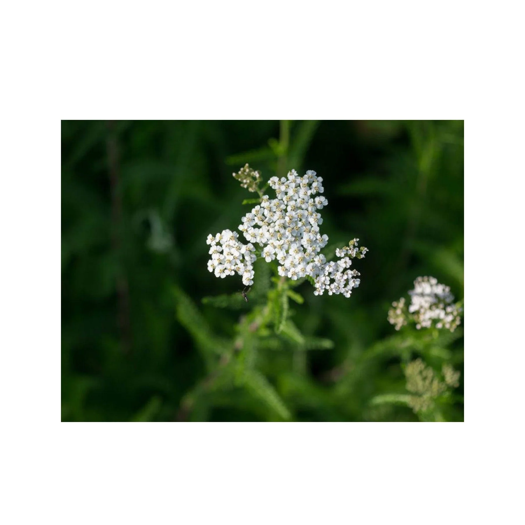 Yarrow seed pack - Image 4